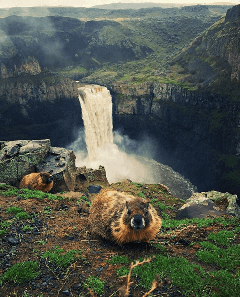 Marmots, Hawks, And Other Locals Stealing The Spotlight