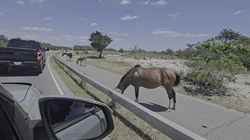 Driving Slowly Becomes A Family Sport