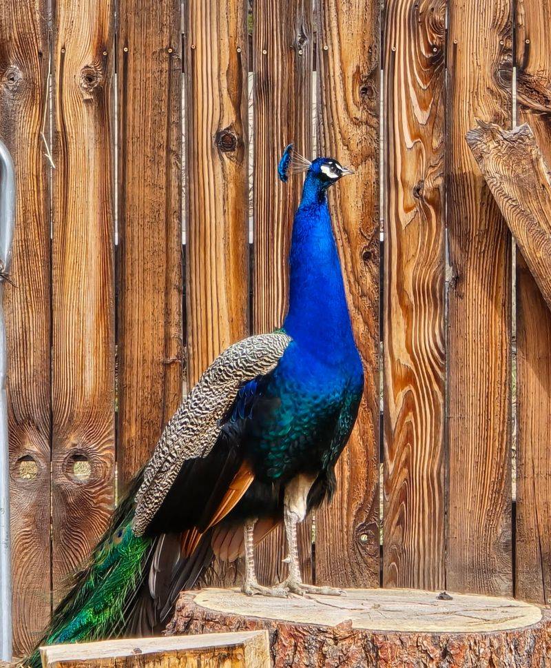 The Peacocks Clearly Think They Run The Place