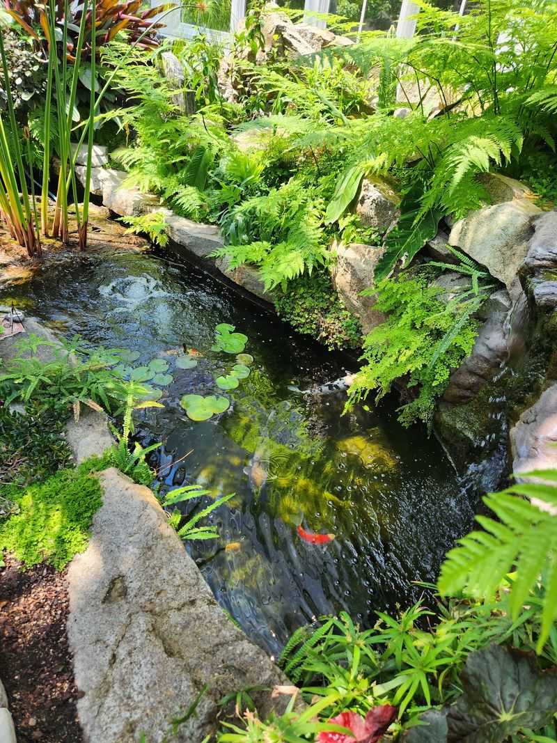 Koi Gliding Beneath A Little Waterfall