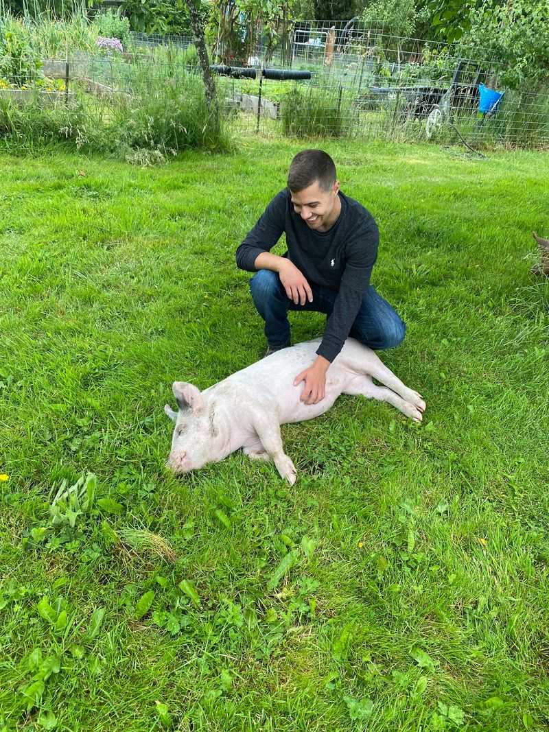 Every Pig Here Has A Story Worth Hearing