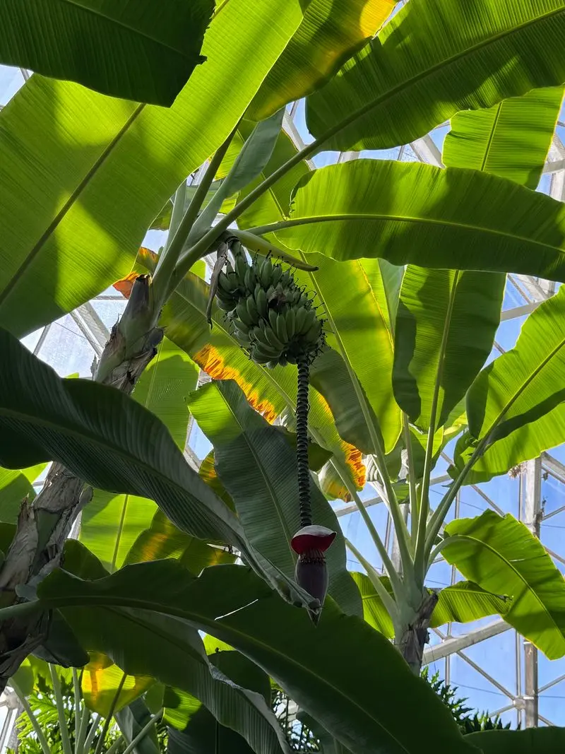 Familiar Foods Look Different on the Plant