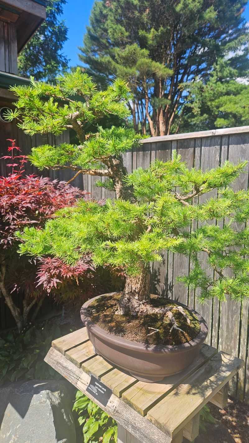 Rare Dwarf Conifers Steal The Show For Plant Nerds