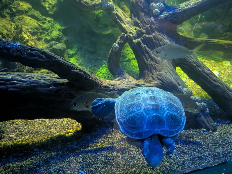 Aquarium Windows Reveal Hidden Sea Life