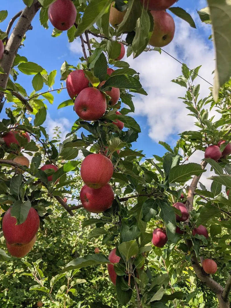Apex Orchards, Shelburne