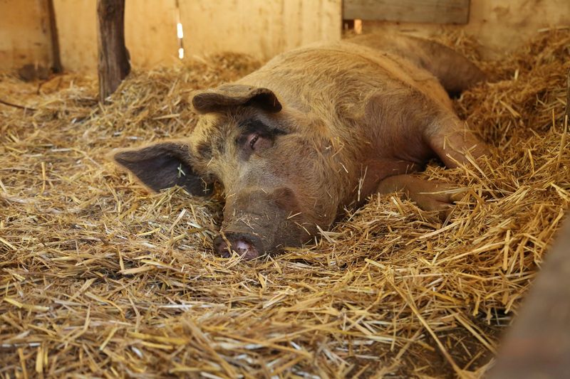 Where Neglected Animals Get A Fresh Start