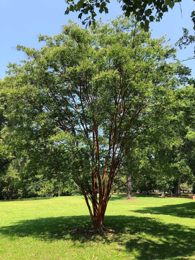 Leave Space for Lockerly's Trees