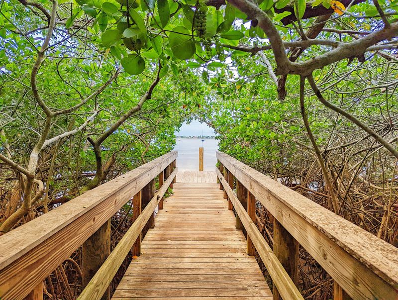 Notice the Mangroves at the Water's Edge
