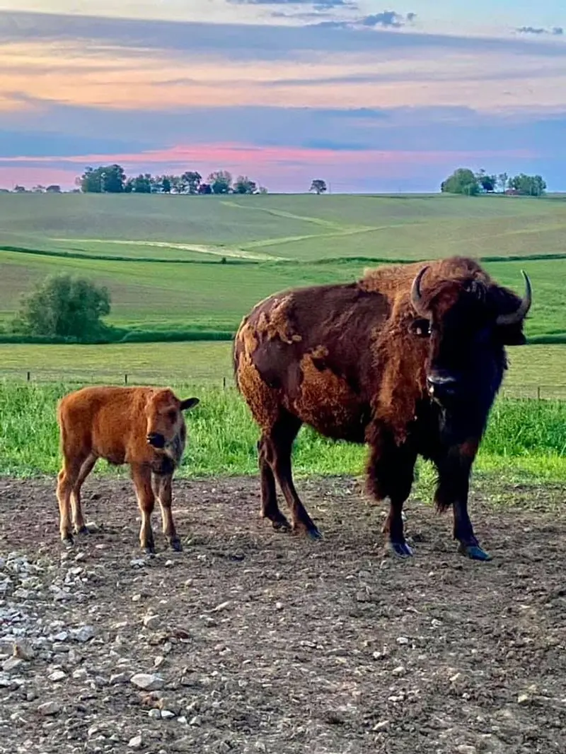 Let the Herd Become Your Evening Entertainment