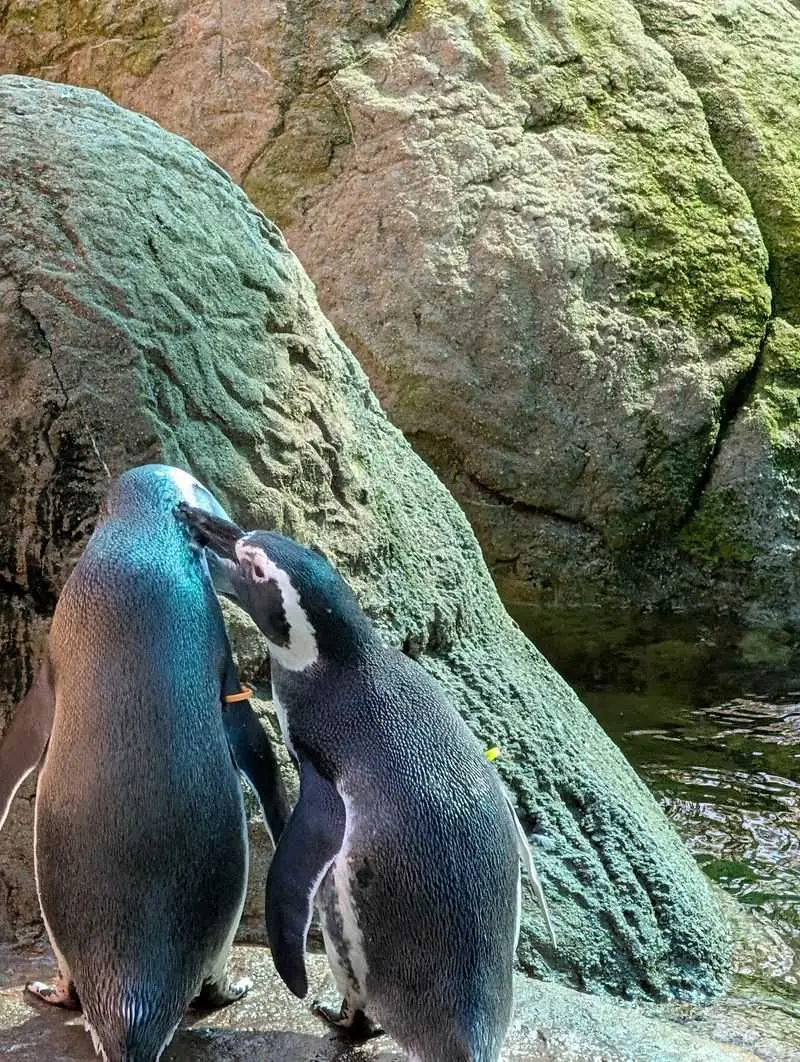 Let the Penguins Steal a Little Extra Time