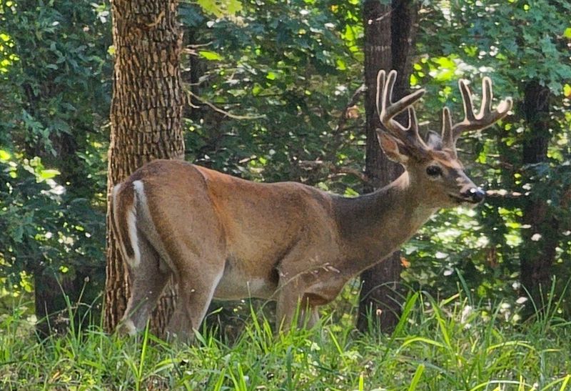 Deer That Treat Your Picnic Like A Neighborhood Visit