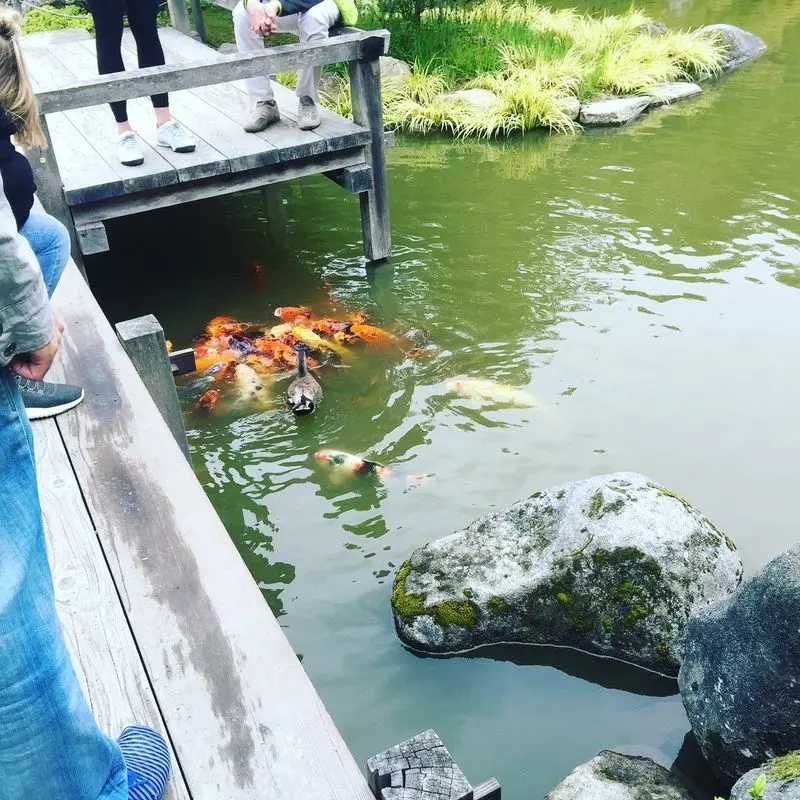 Koi, A Quiet Pond, And The One Spot That Charges Admission