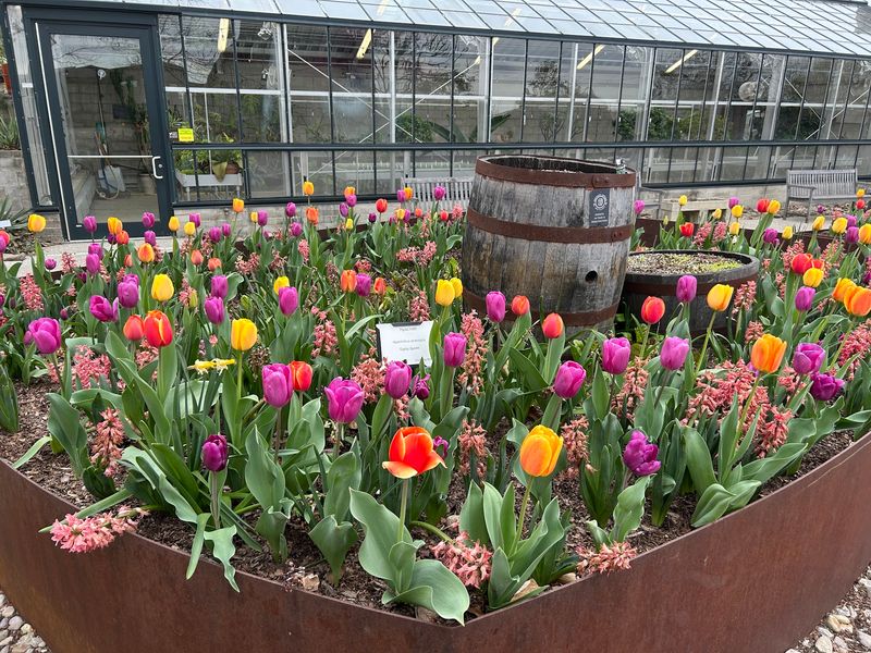 Spring Arrives Early With the Big Bloom