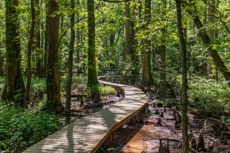 The Raised Boardwalk Loop Everyone Comes For