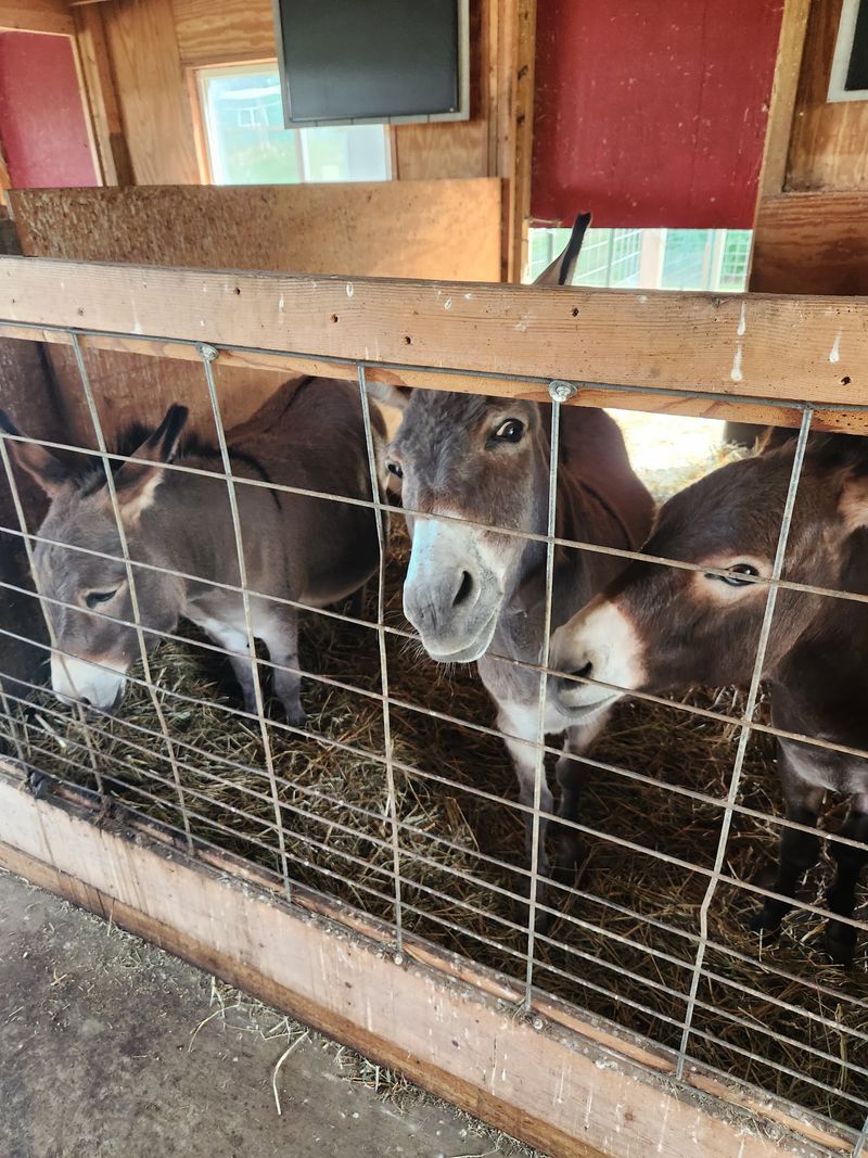 Country Bumpkin Farm Market, LLC.