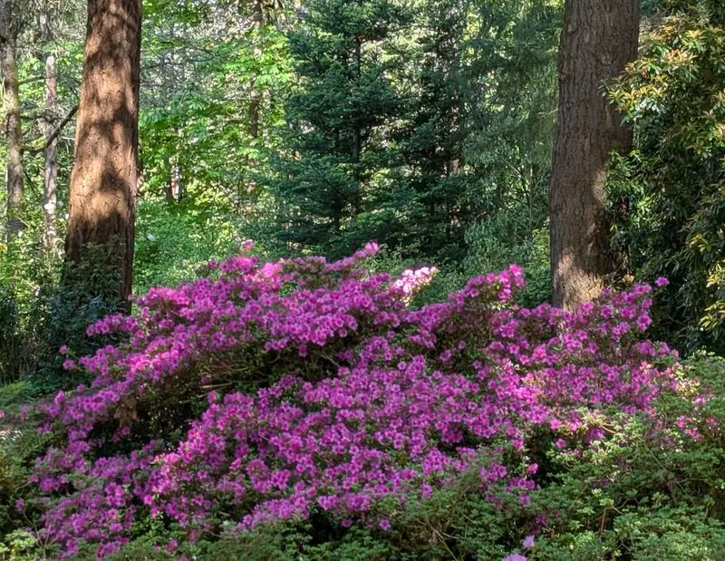 When To Go For The Biggest Burst Of Color