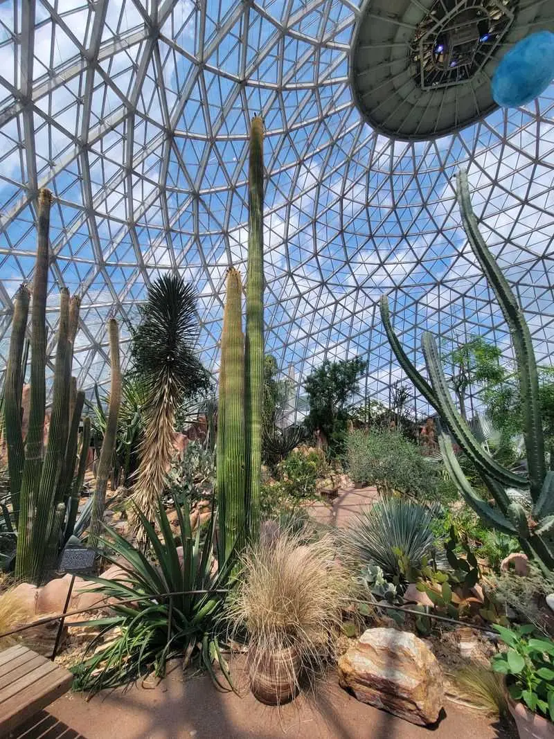 Desert Plants Reveal Clever Survival Tricks