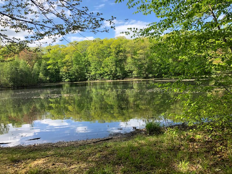 A Wooded Escape That Keeps Things Simple