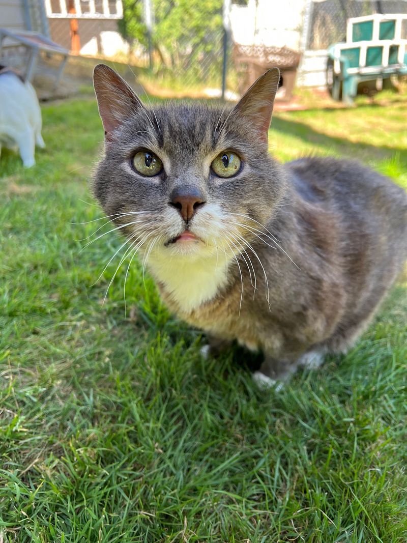 Gray Muzzles And Golden Years Get Extra Love