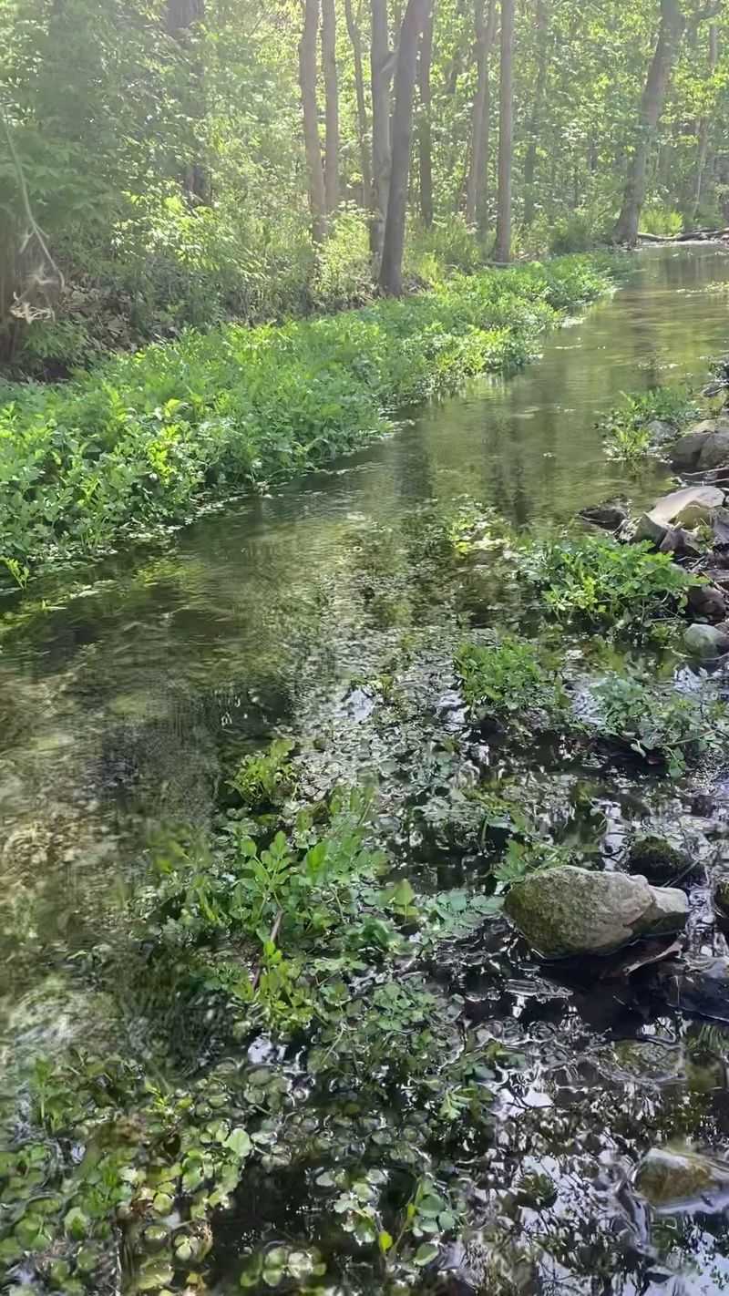 Spring Water, Birdsong, And A Creek Worth Slowing Down For