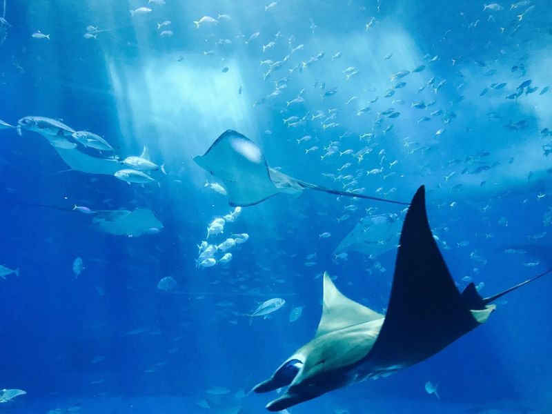 Brave Little Fingers Can Touch A Shark Here