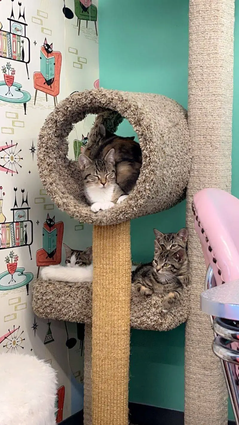 Fall In Love And Take A New Friend Home