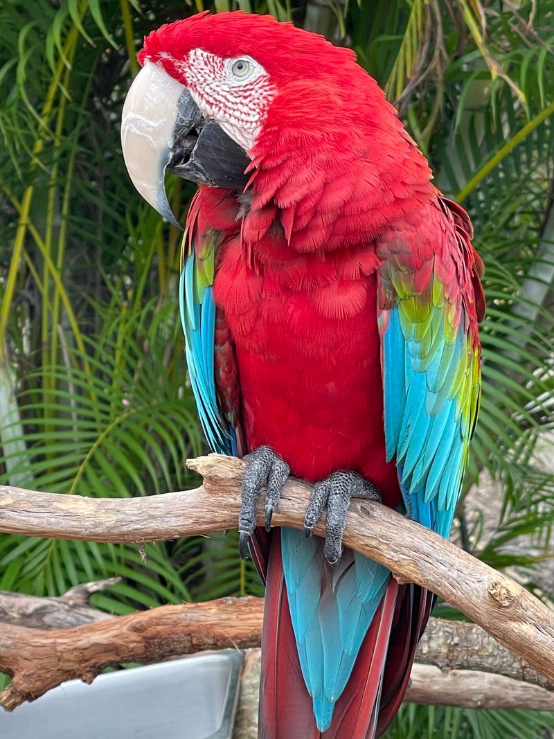 Bring Cash, Because The Lorikeets Are Hungry