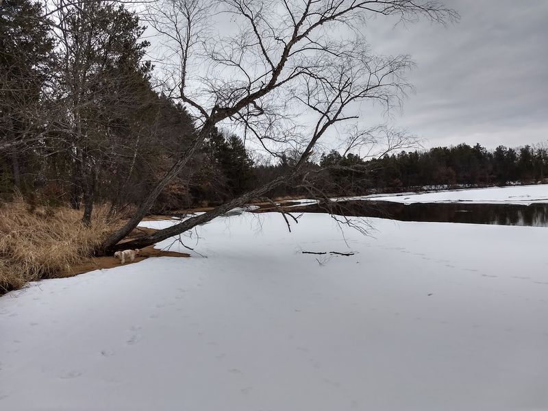 Bald Eagles Treat Winter Here Like Vacation Season