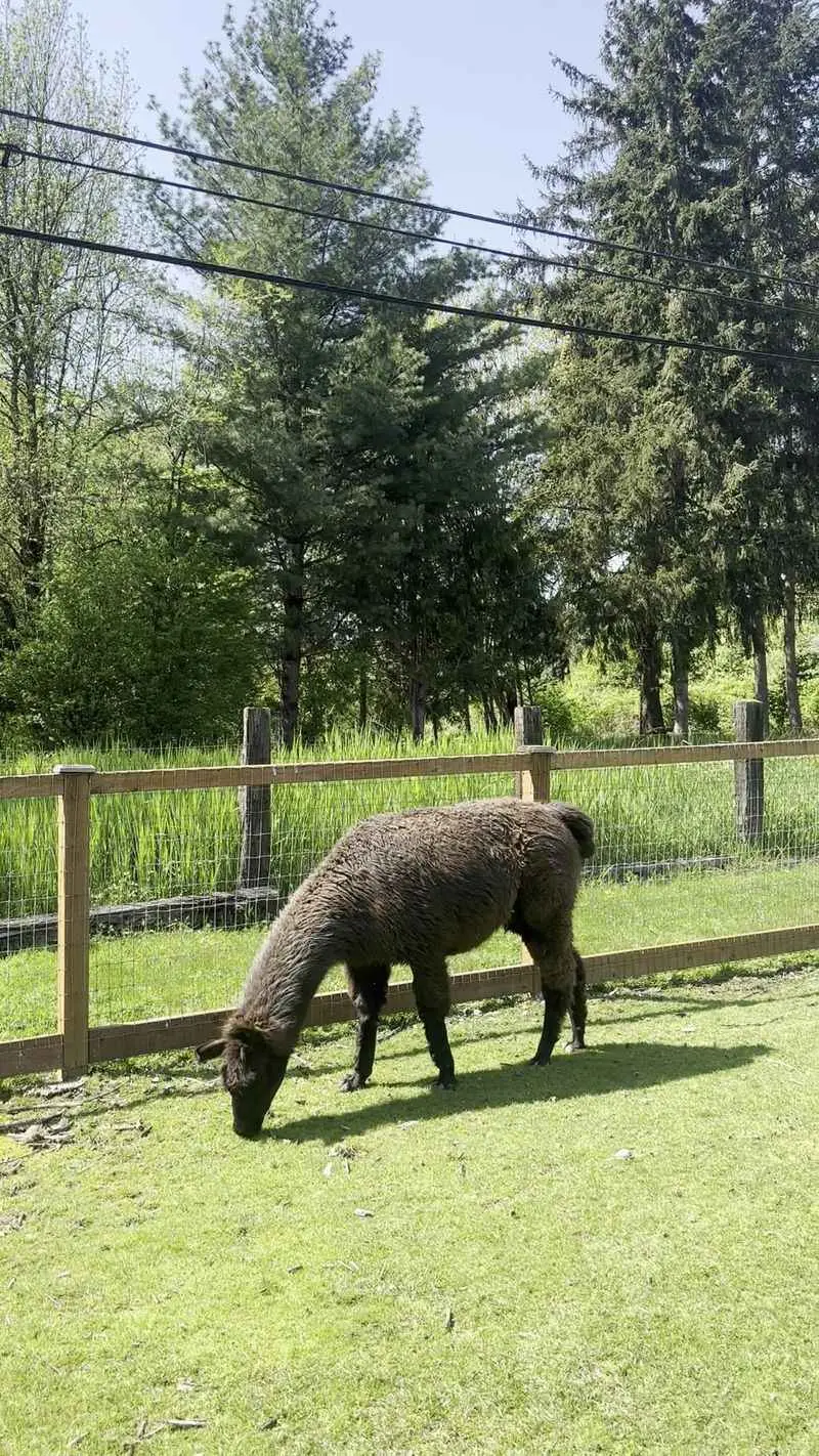 Why This Place Feels Different From A Petting Zoo