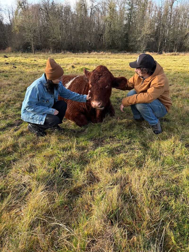 Cows That Act Suspiciously Like Giant Puppies
