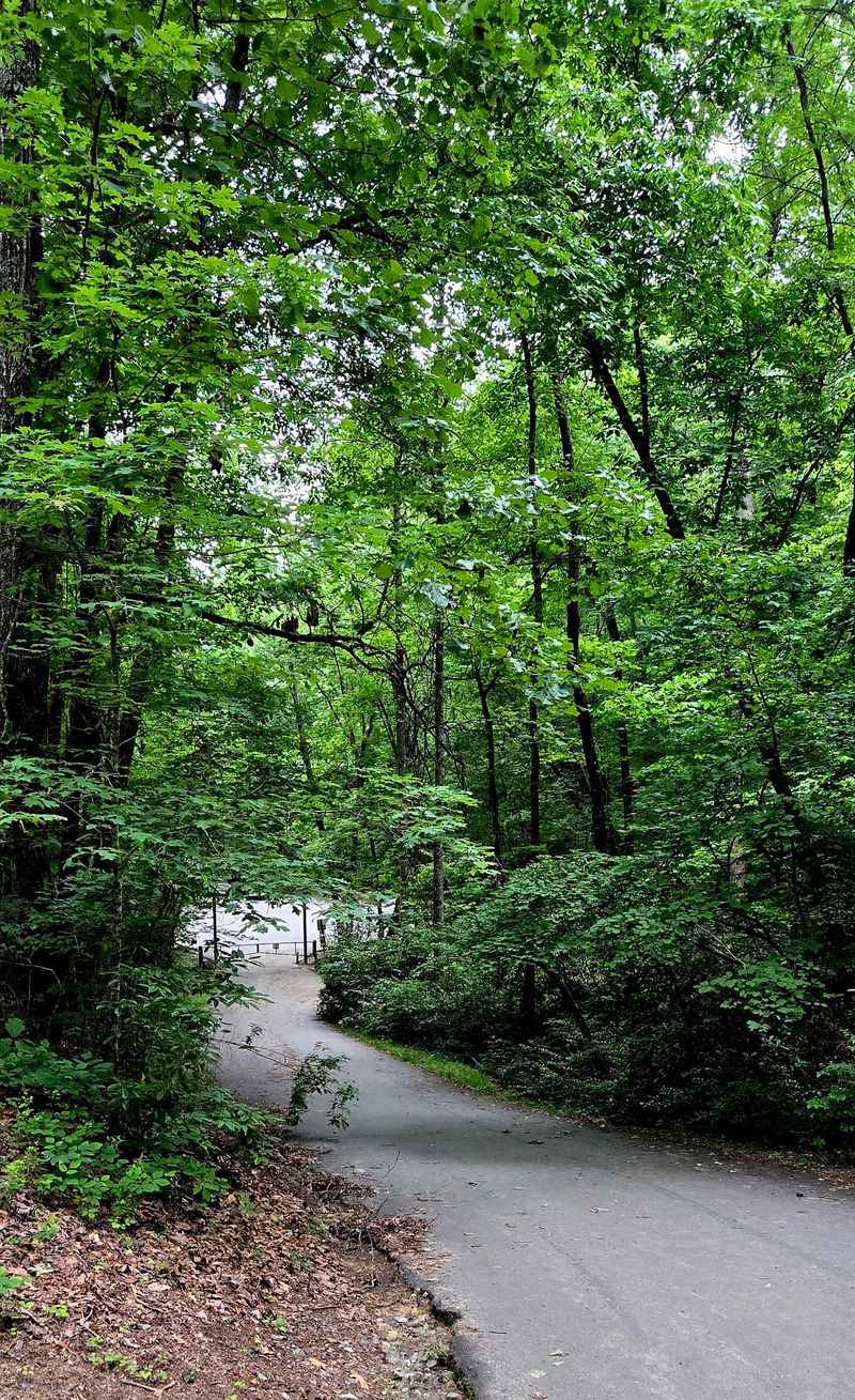Explore the Park's Trails and Forest Scenery