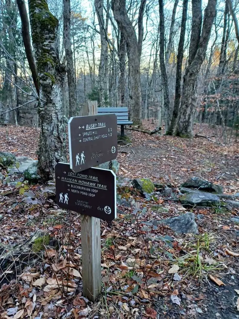 Chase Hilltop Color on Savoy Mountain's Busby Trail