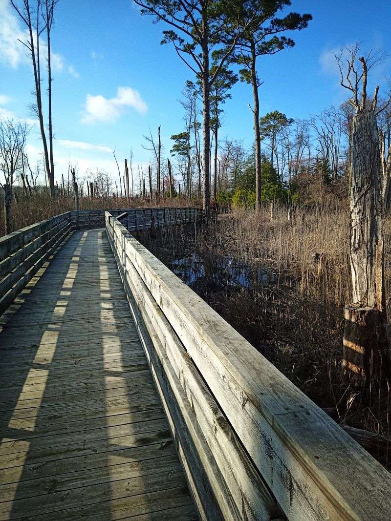 Follow 600 Feet Of Boardwalk Over The Marsh