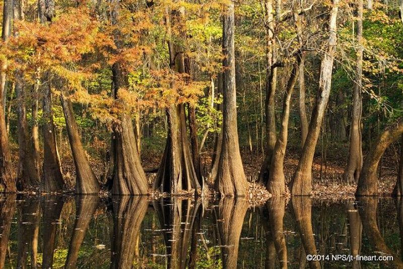 See How Flooding Shapes Congaree's Giant Forest