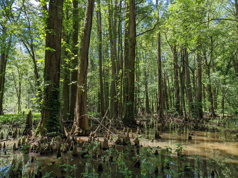 A Southern Swamp That Somehow Wandered North