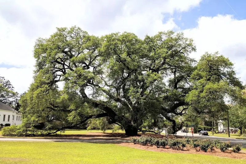 Stand Beneath The Massive Big Oak