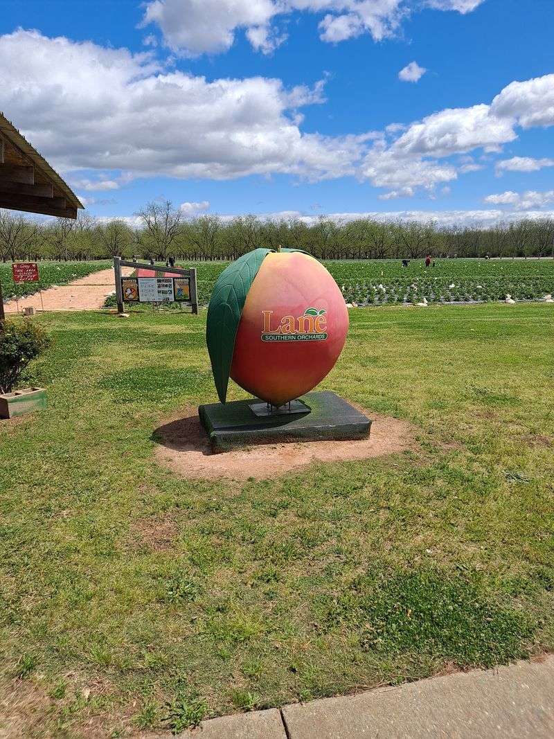 Lane Southern Orchards