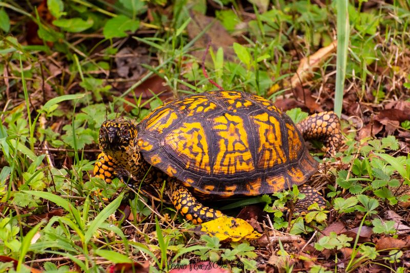Bring A Camera For Wildlife Watching