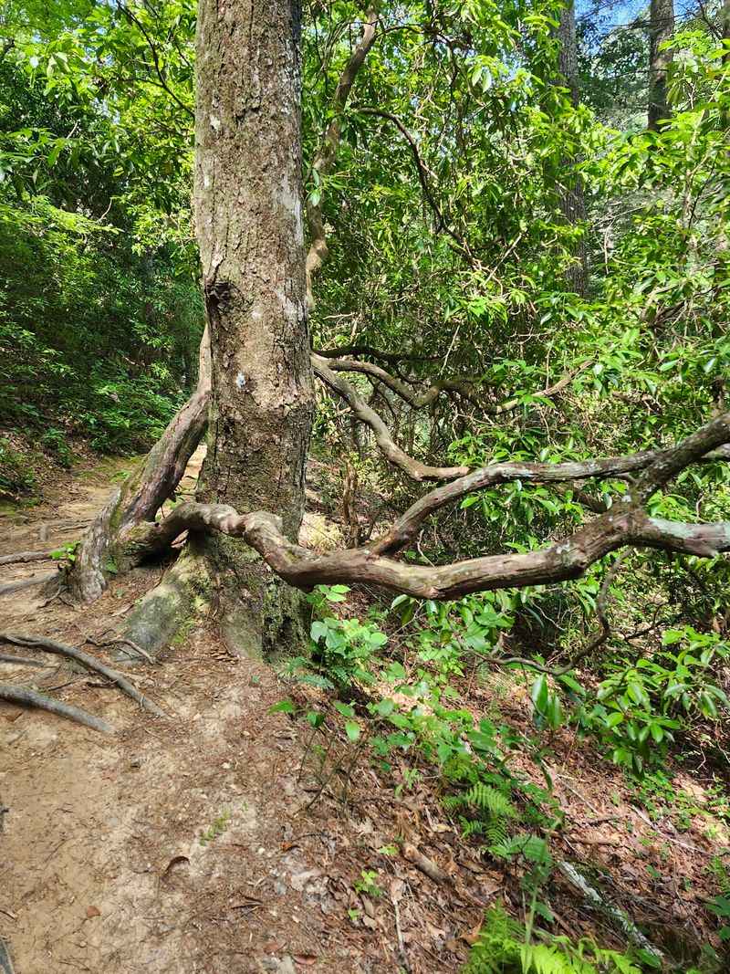 Ferns, Pines, And Shade Make The Walk In Feel Like A Secret Hallway