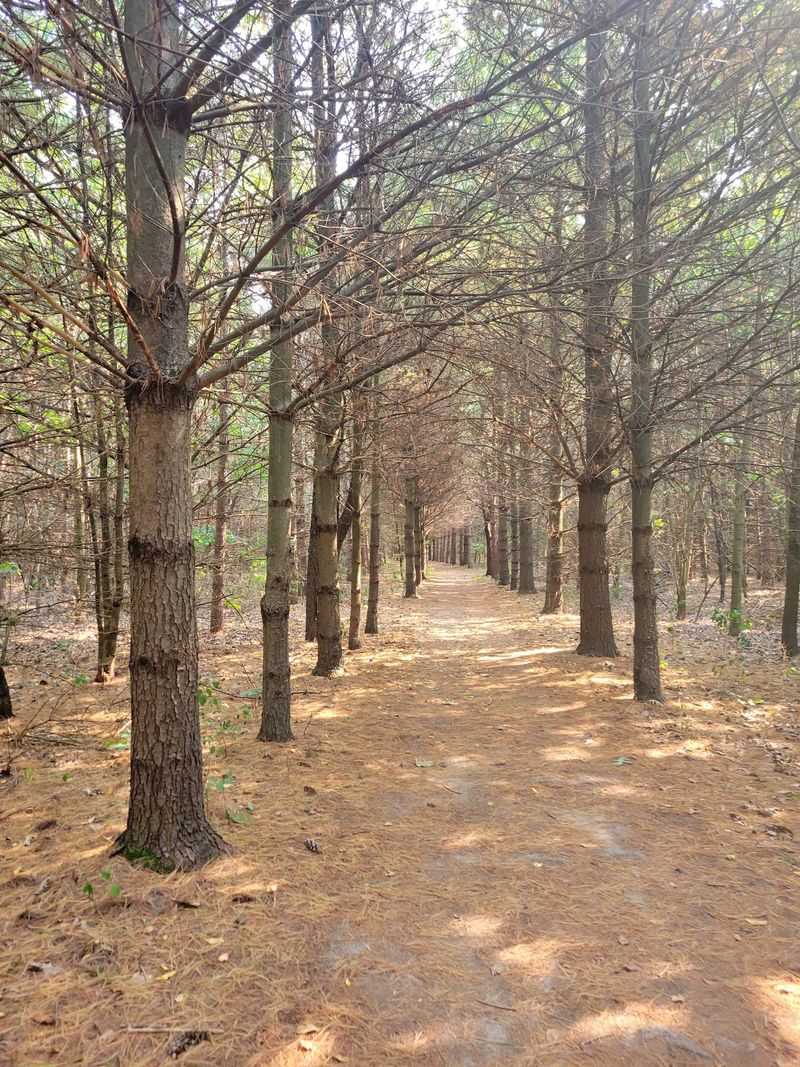 Settle Into Pondside Quiet on Rice Lake Nature Trail