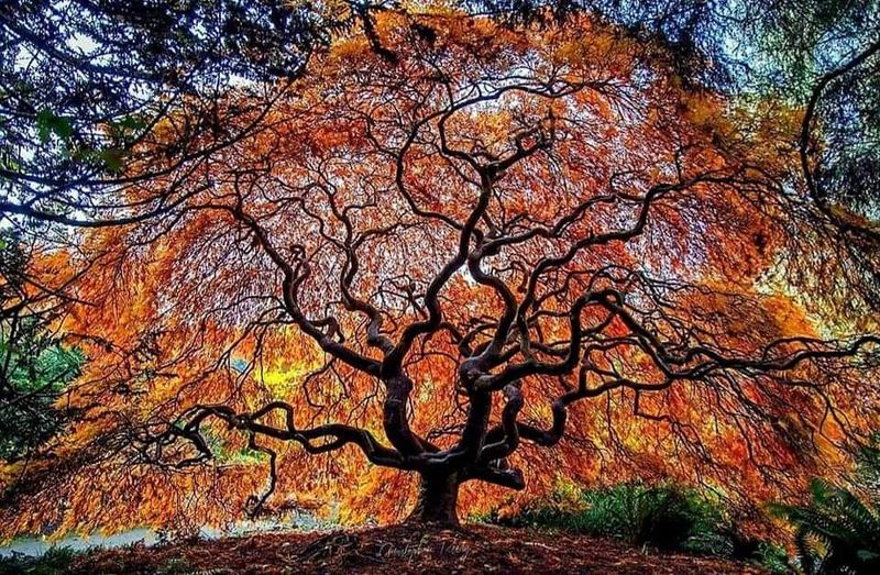 Fall Maples Worth Planning Your October Around
