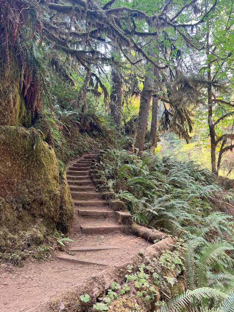 Shade From Douglas-Fir, Alder, And Bigleaf Maple
