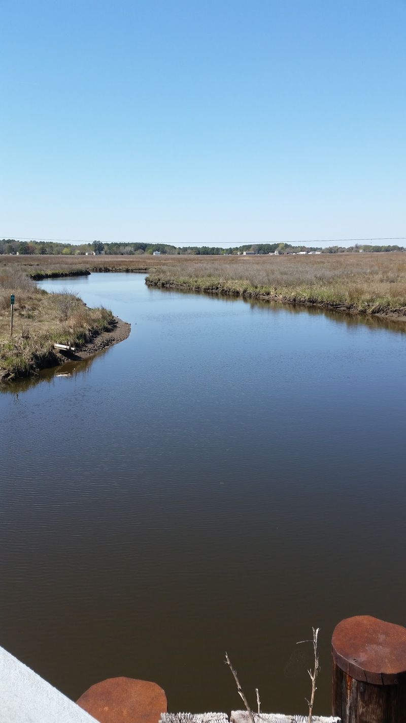 Wild Marshes Where Birds Outnumber People