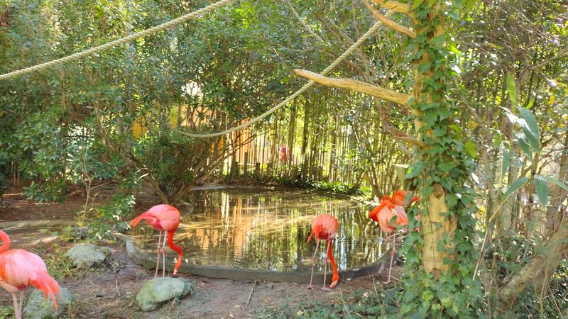 Flamingos Bringing A Splash Of Pink To The Shore