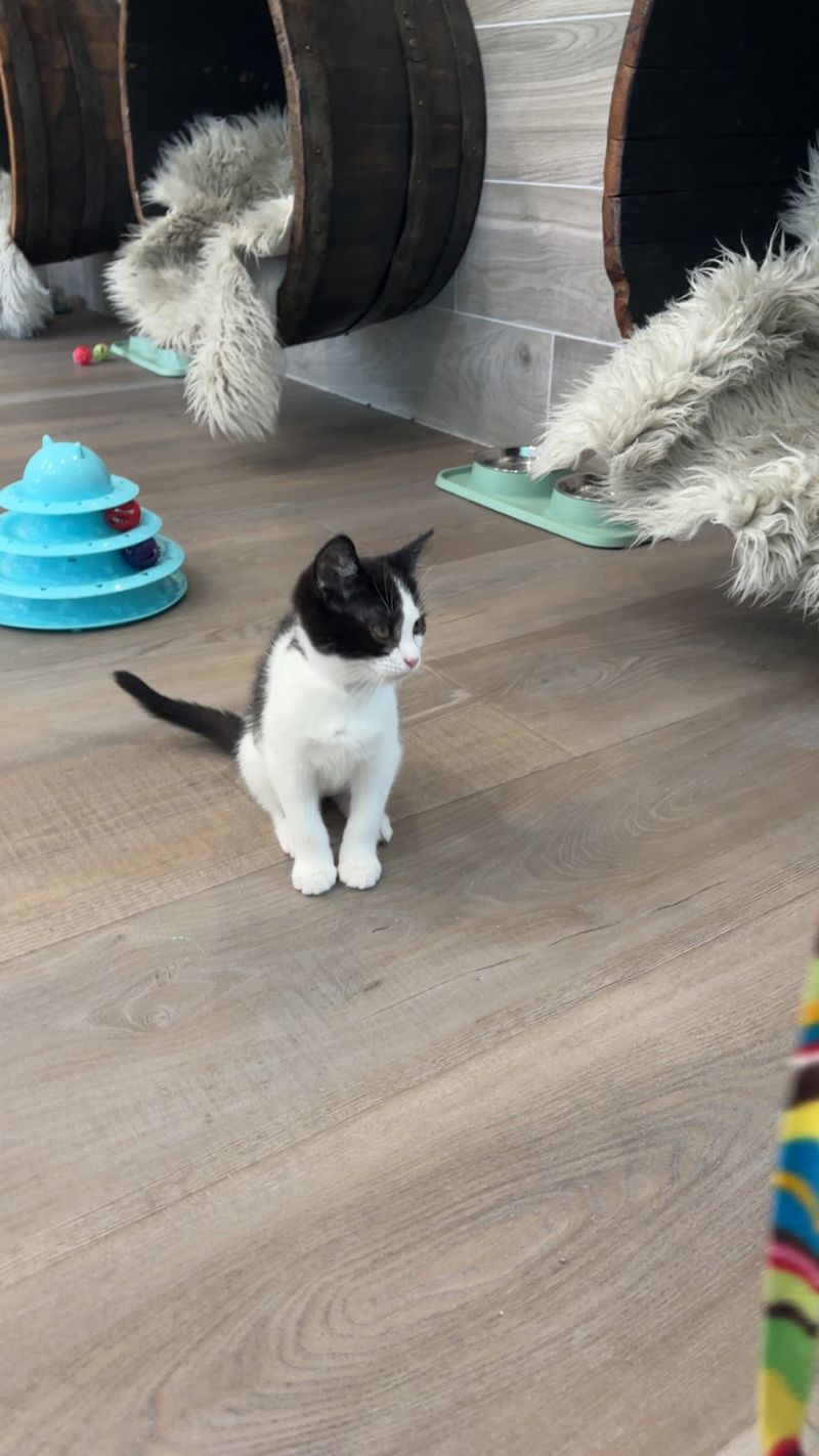 The Kitten Room Is Where Hearts Melt Fast