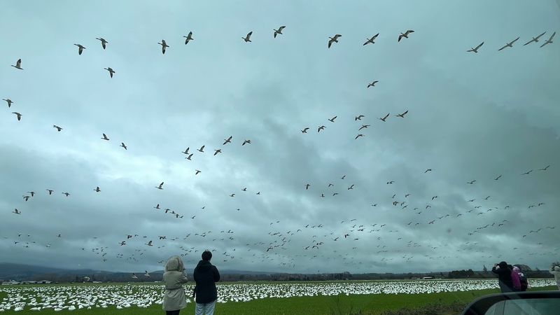 The Sound Arrives Before The Birds Do