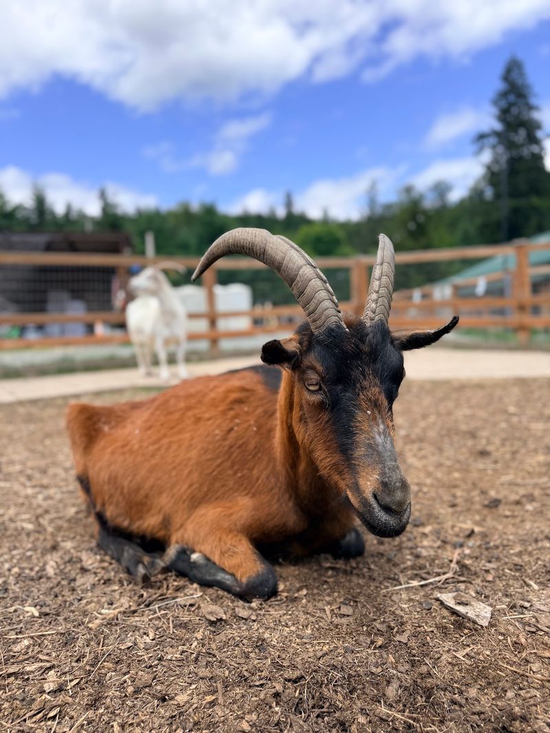 Goat Yoga And Private Parties Bring Extra Silliness