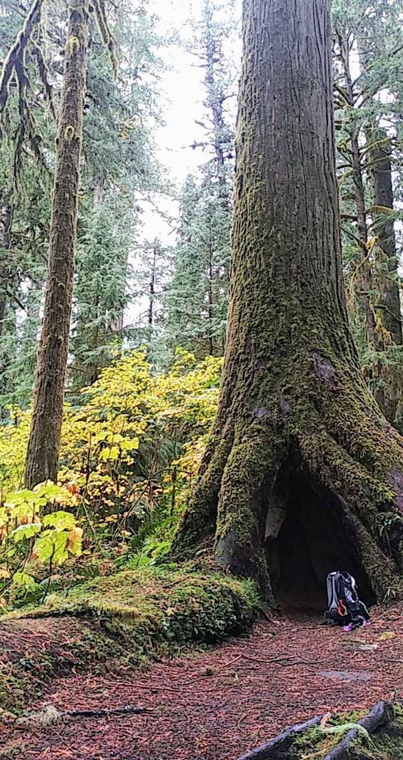 Giant Cedars That Make Grown-Ups Feel Kid-Sized