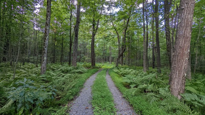 An Old Colonial Road Still Hides on Big Savage Mountain