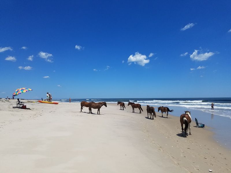 A Barrier Island Where The Horses Make The Rules